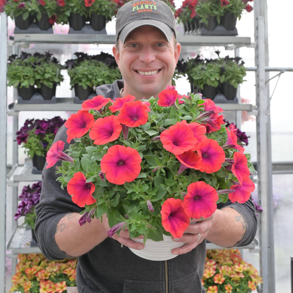 Petunia Inferno 'Metallic Orange'