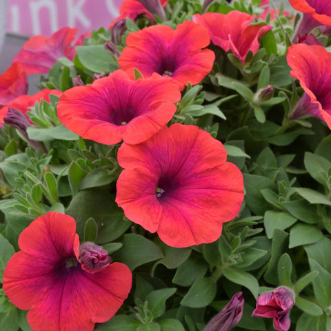 Petunia Inferno 'Metallic Orange'