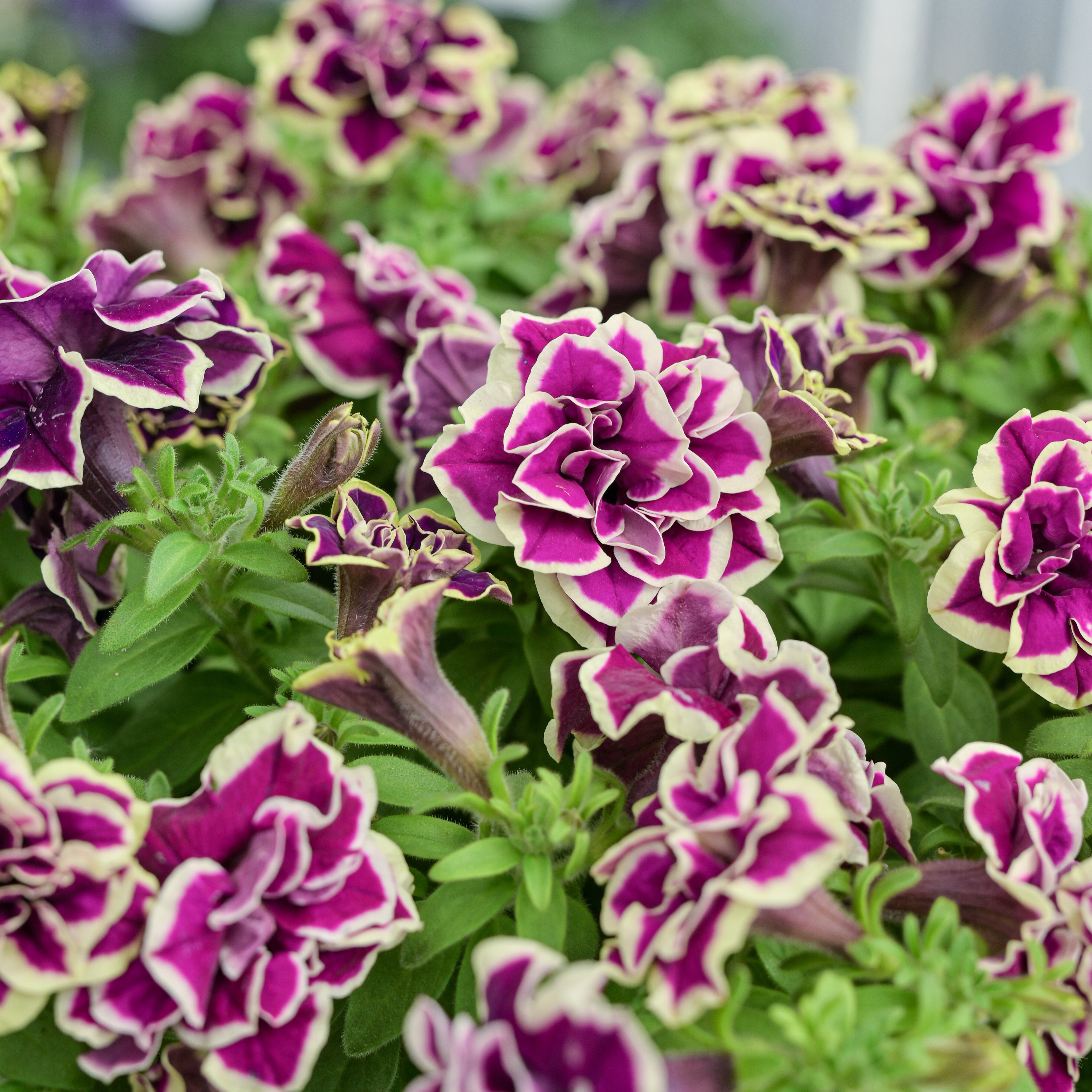 Petunia 'Radiant Ruby' ~ Trio of 3 Hefty Plants for Preorder