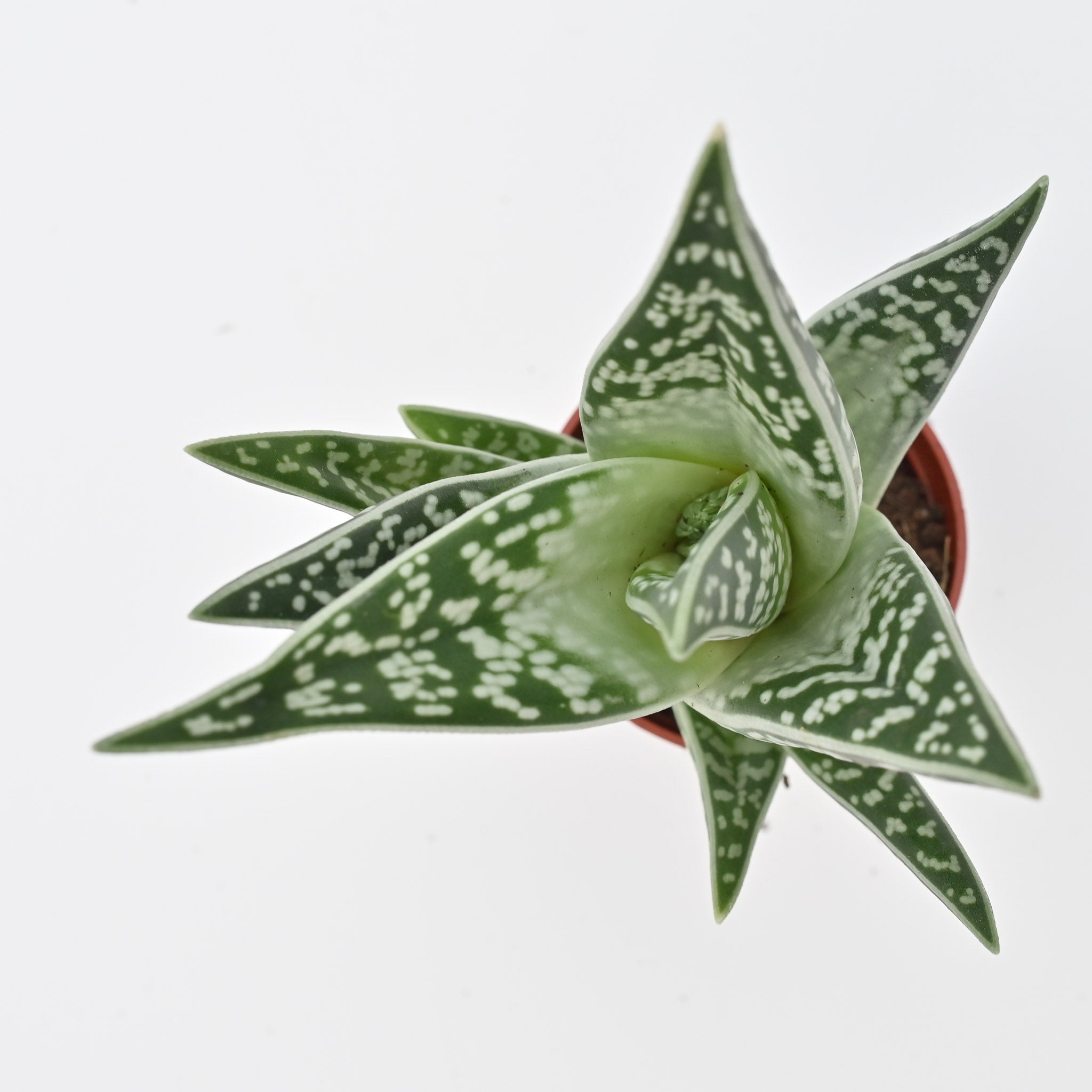 Pheasant Breast Aloe