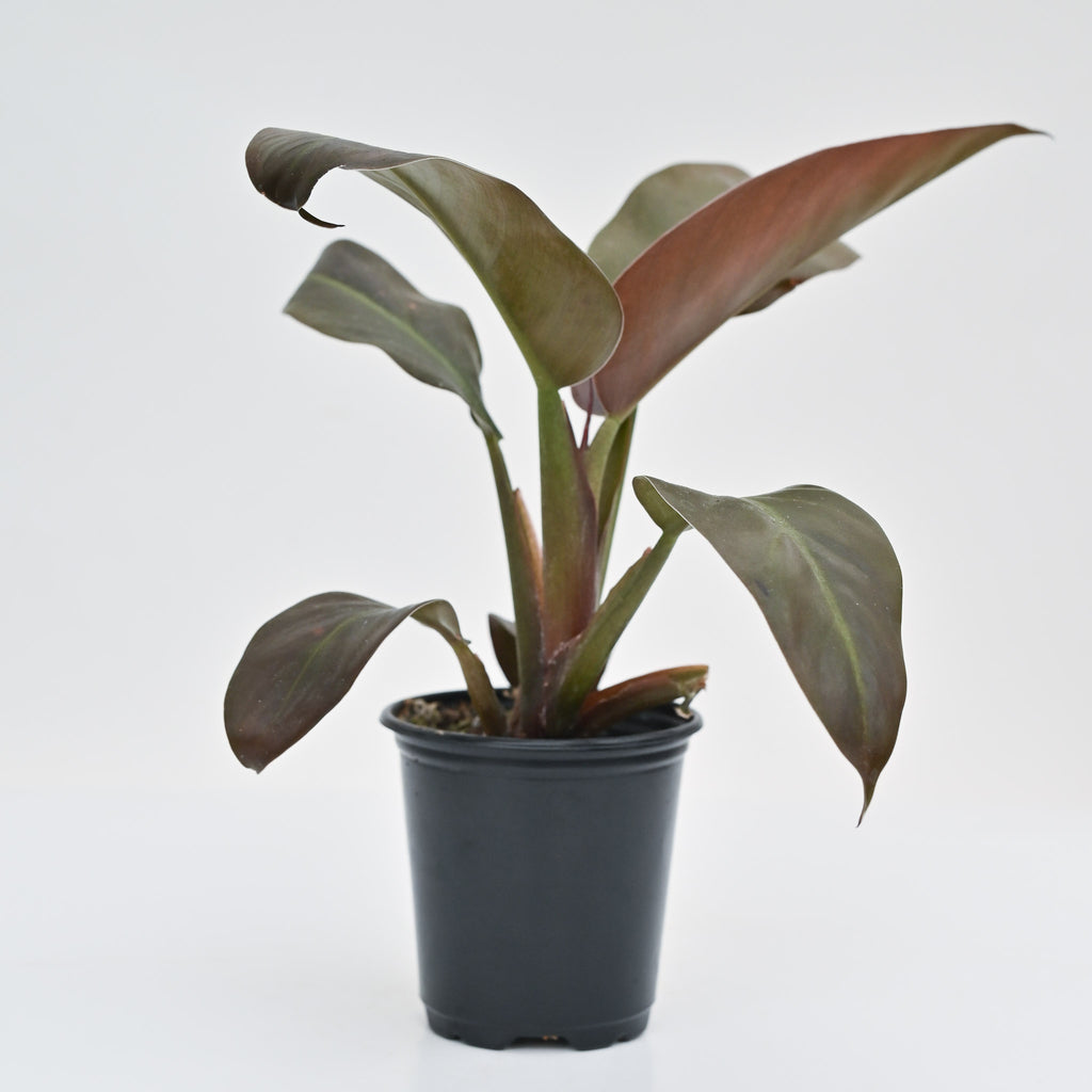 4" Philodendron 'Black Cardinal'