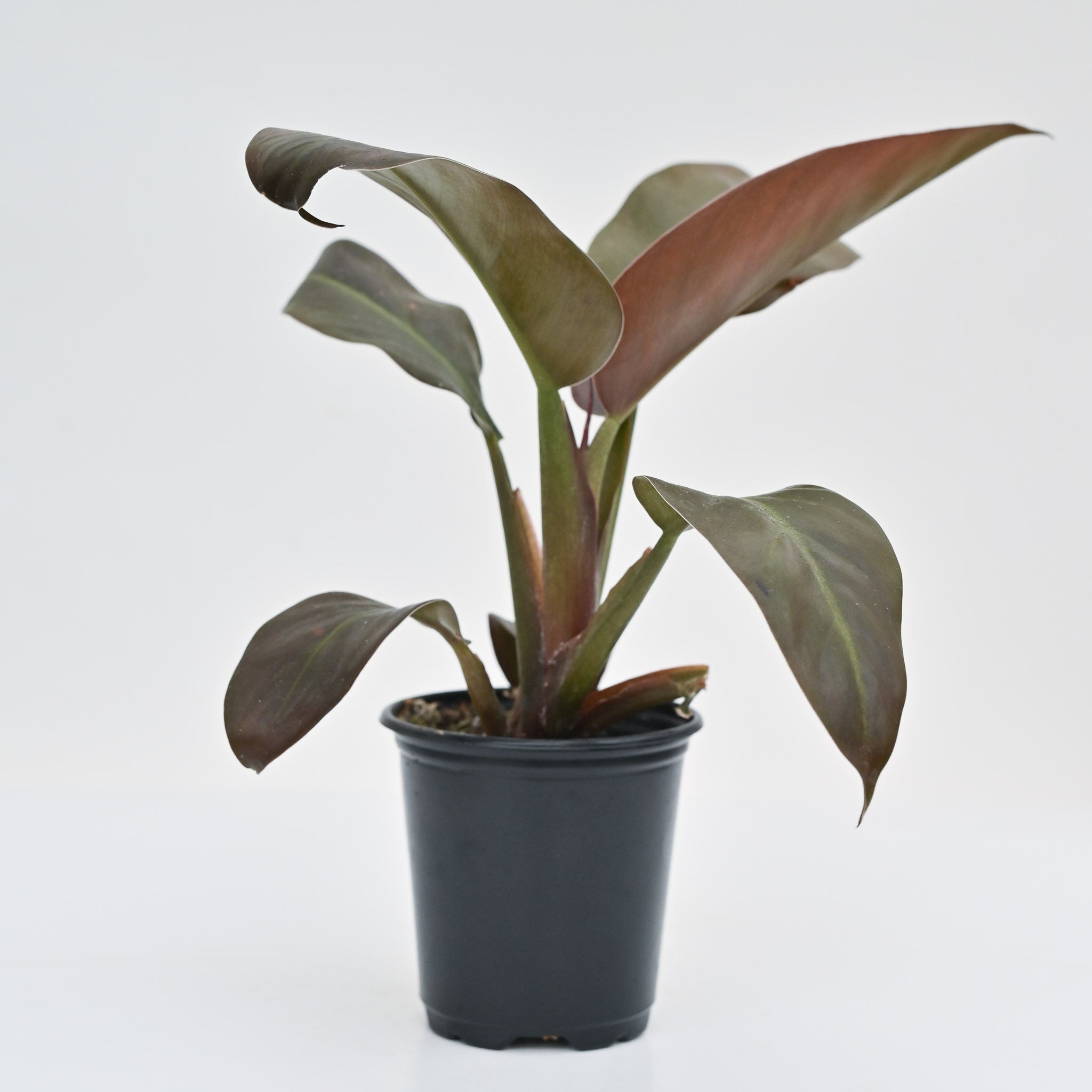 4" Philodendron 'Black Cardinal'