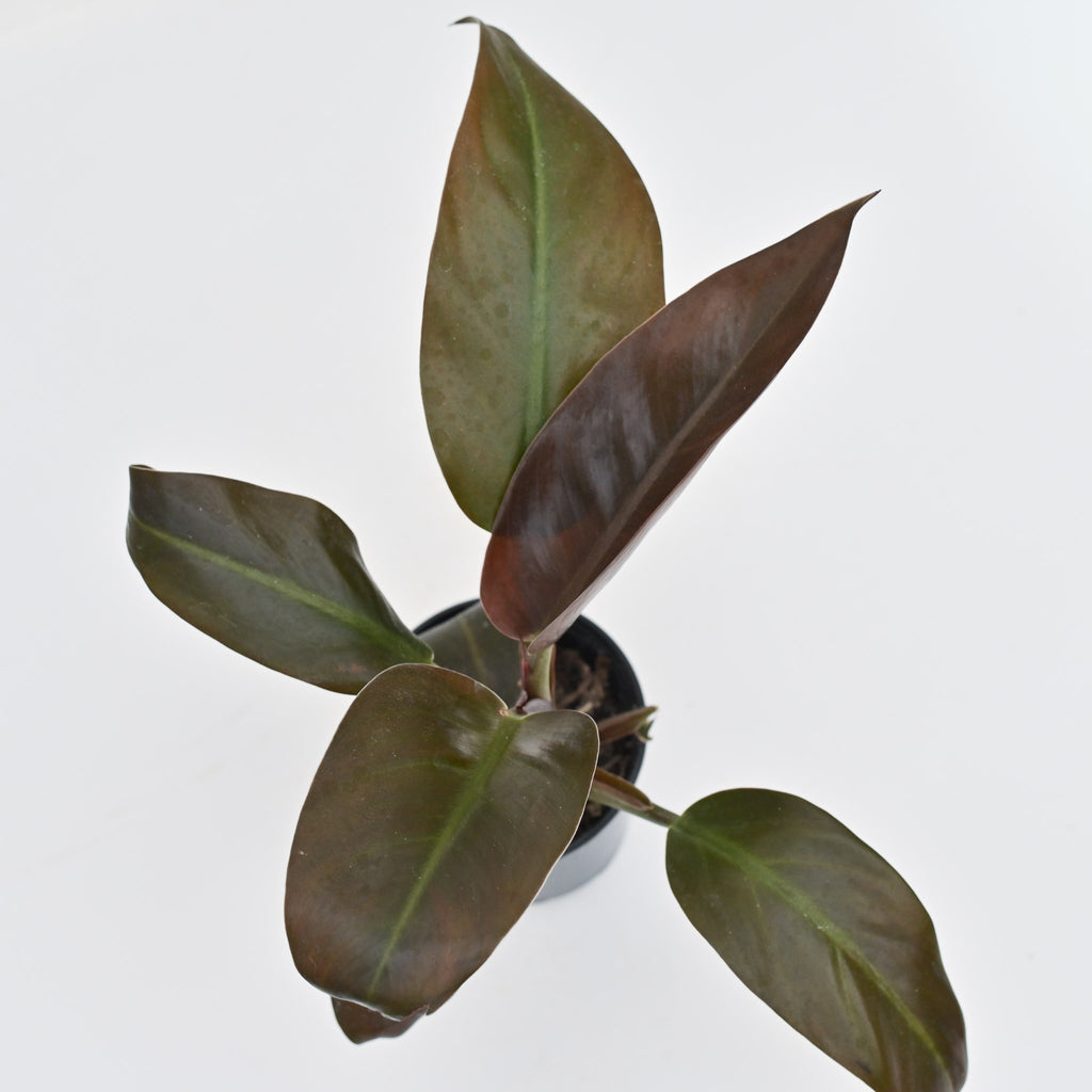 4" Philodendron 'Black Cardinal'