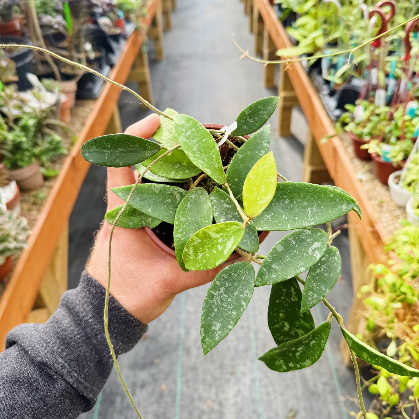 Hoya phuwuaensis 'splash' | Limited Release