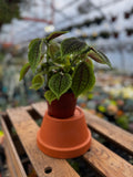 Friendship Plant | Pilea Moon Valley