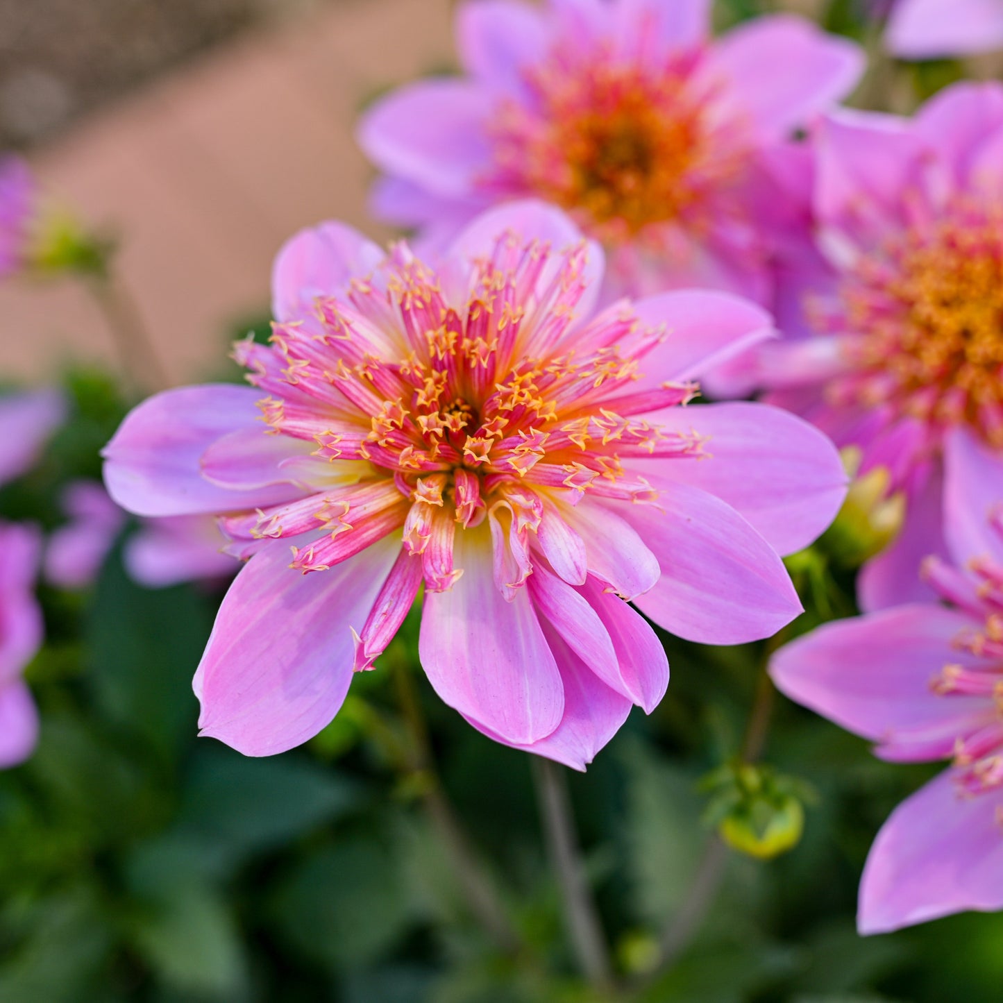 Dahlia 'Venti PinkBurst' ~ Dynamite Bundle of 8 Hefty Plants for Preorder