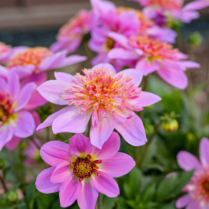 Dahlia 'Venti PinkBurst' ~ Dynamite Bundle of 8 Hefty Plants for Preorder
