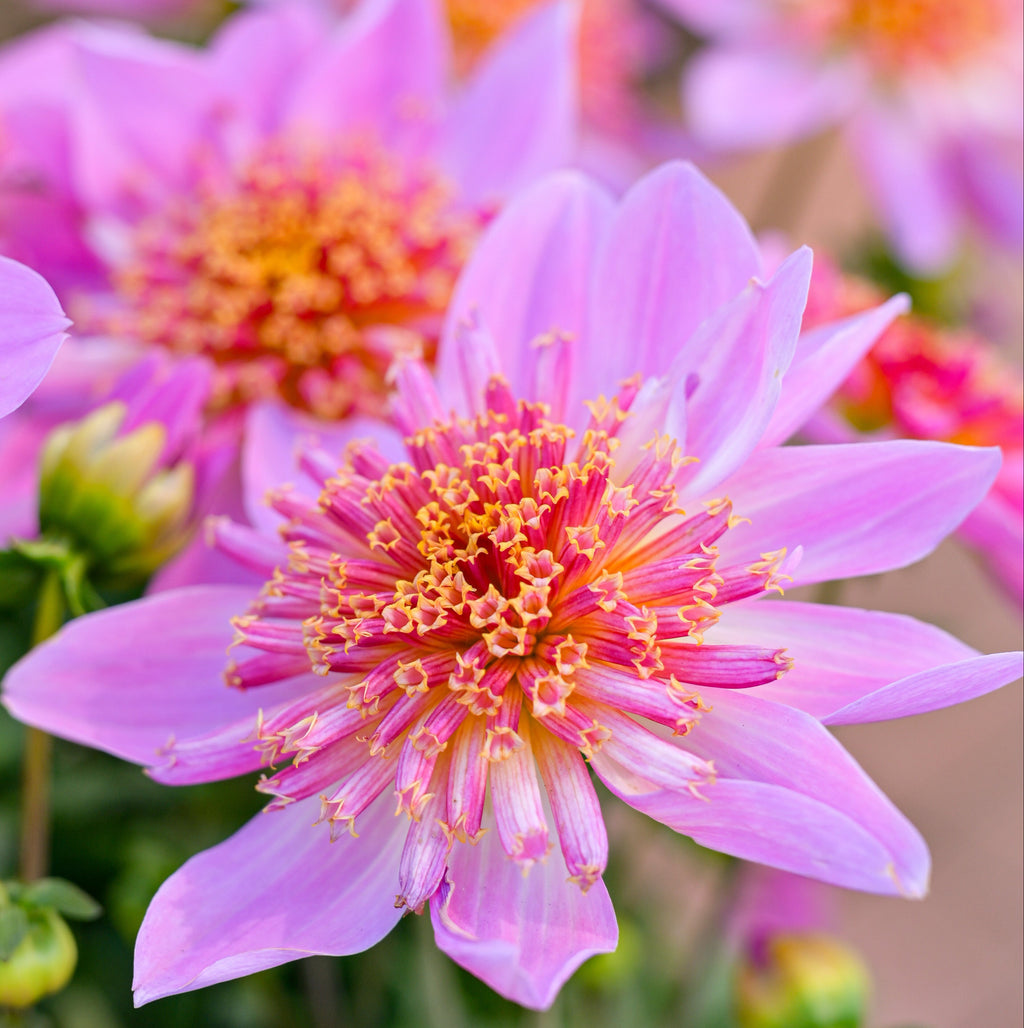 Dahlia 'Venti PinkBurst' ~ Trio of 3 Hefty Plants for Preorder