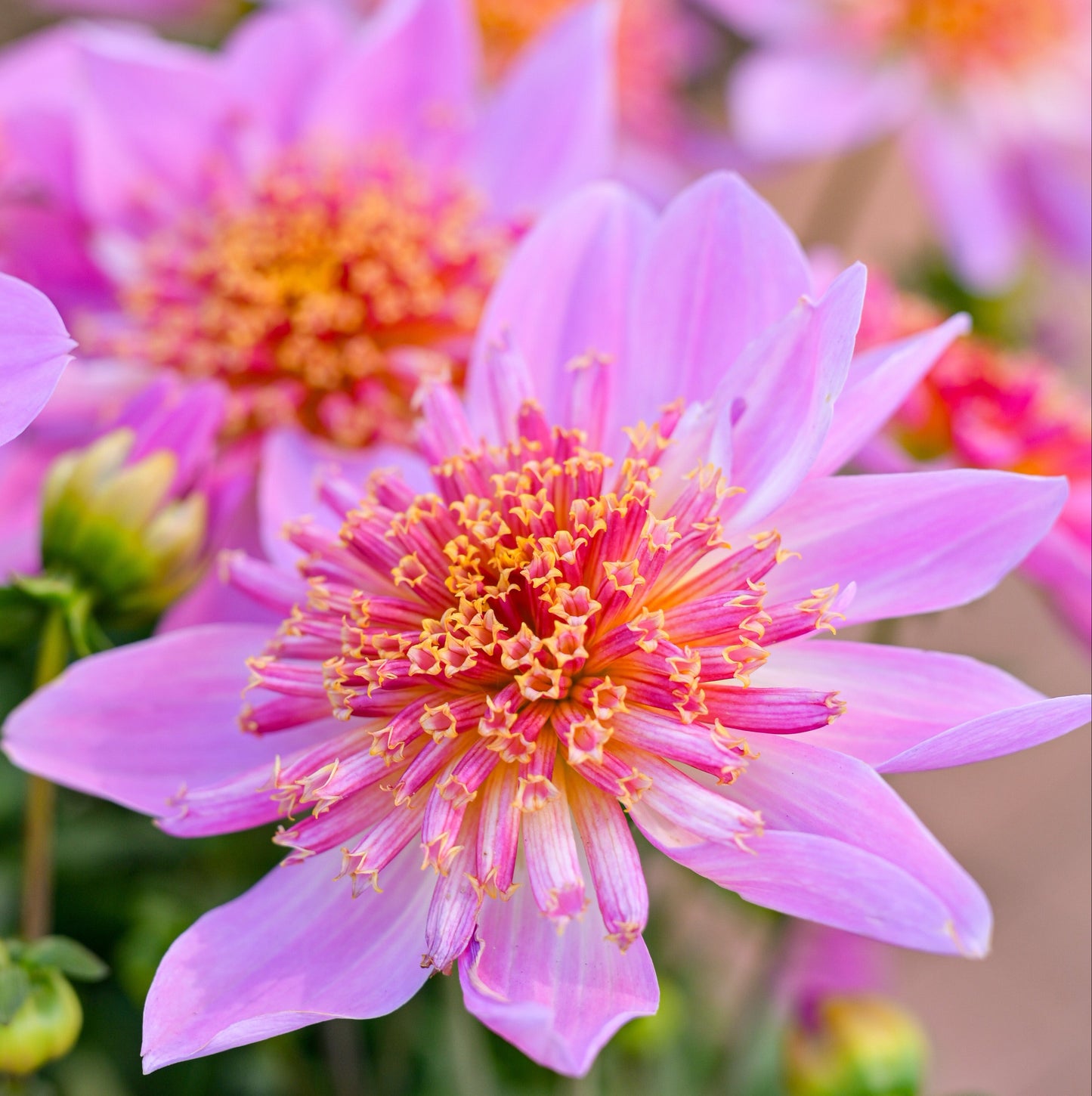 Dahlia 'Venti PinkBurst' ~ Dynamite Bundle of 8 Hefty Plants for Preorder