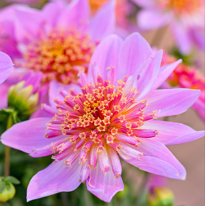 Dahlia 'Venti PinkBurst' ~ Dynamite Bundle of 8 Hefty Plants for Preorder