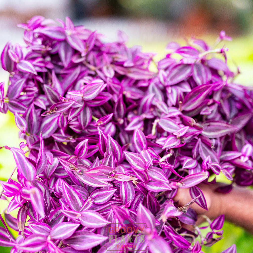 Tradescantia 'Pink Paradise' | Limited Release