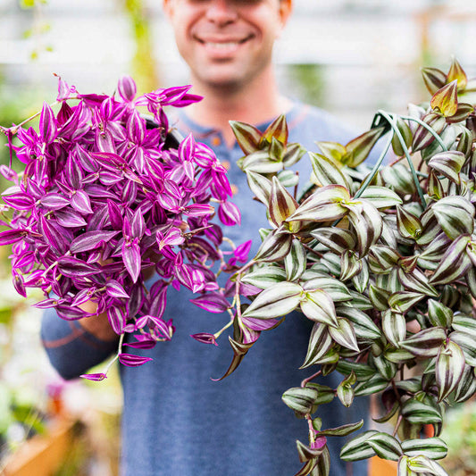 Tradescantia 'Pink Paradise' | Limited Release Preorder