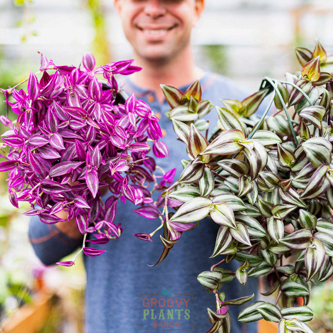 Tradescantia zebrina 'Pink Paradise' Hanging Basket | Wandering Dude