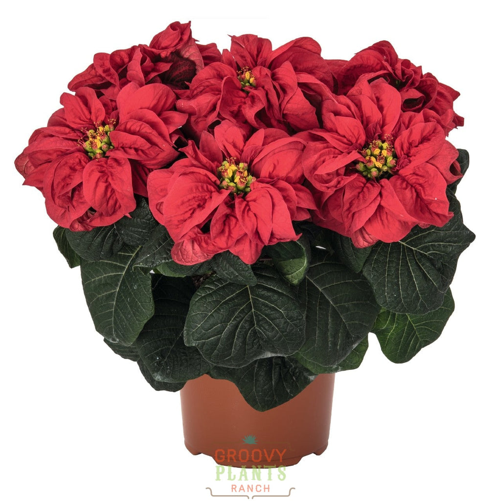 Poinsettia 'Firenado' - PREORDER