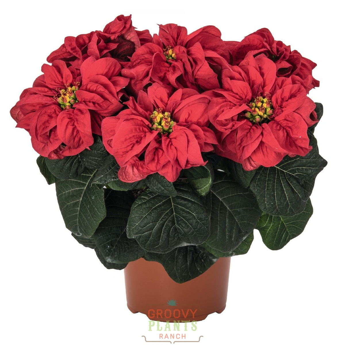 Poinsettia 'Firenado' - PREORDER
