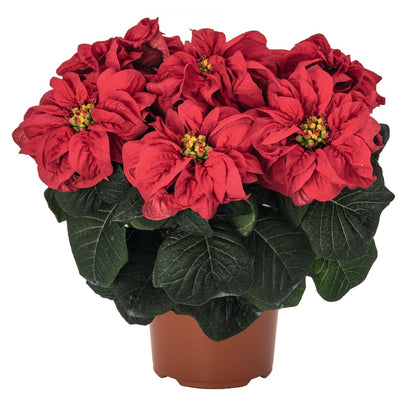 Poinsettia - Firenado