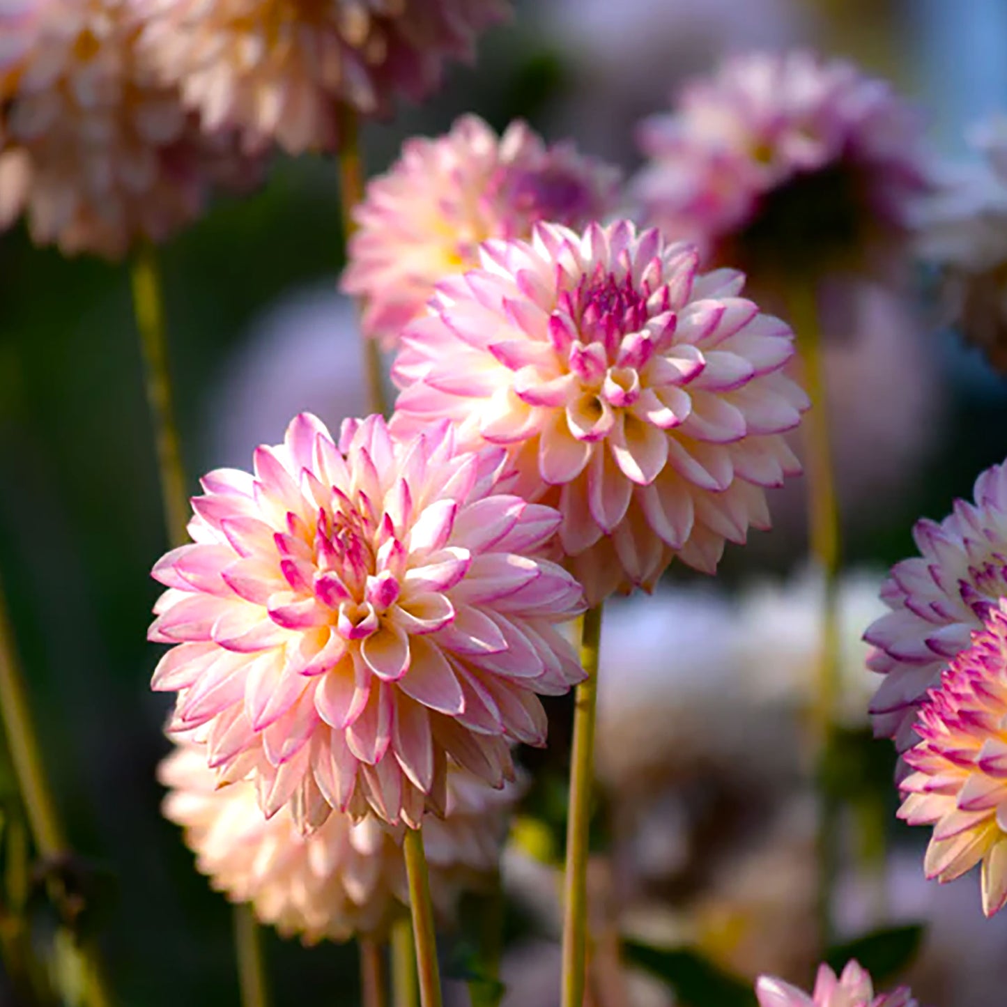 Dahlia Cut Flower Garden~ 3 Tubers of all 10 Variety!