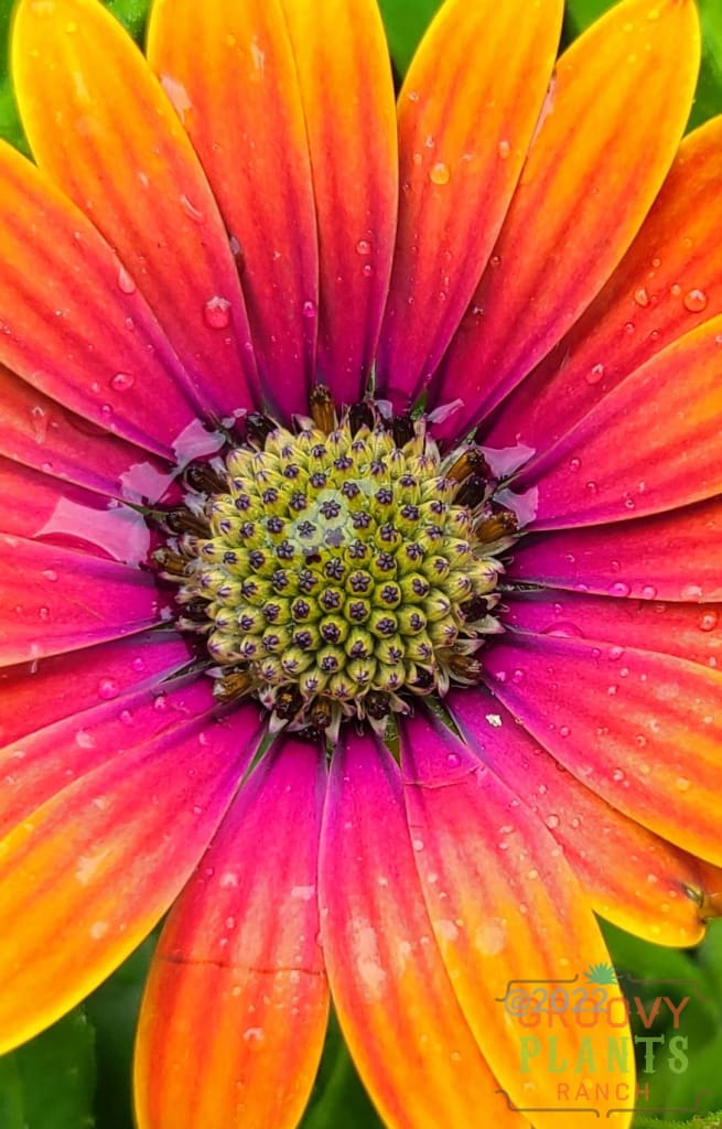 Preorder African Daisy Zion Purple Sun Biggervigor Trio | Pickup Only! Spring