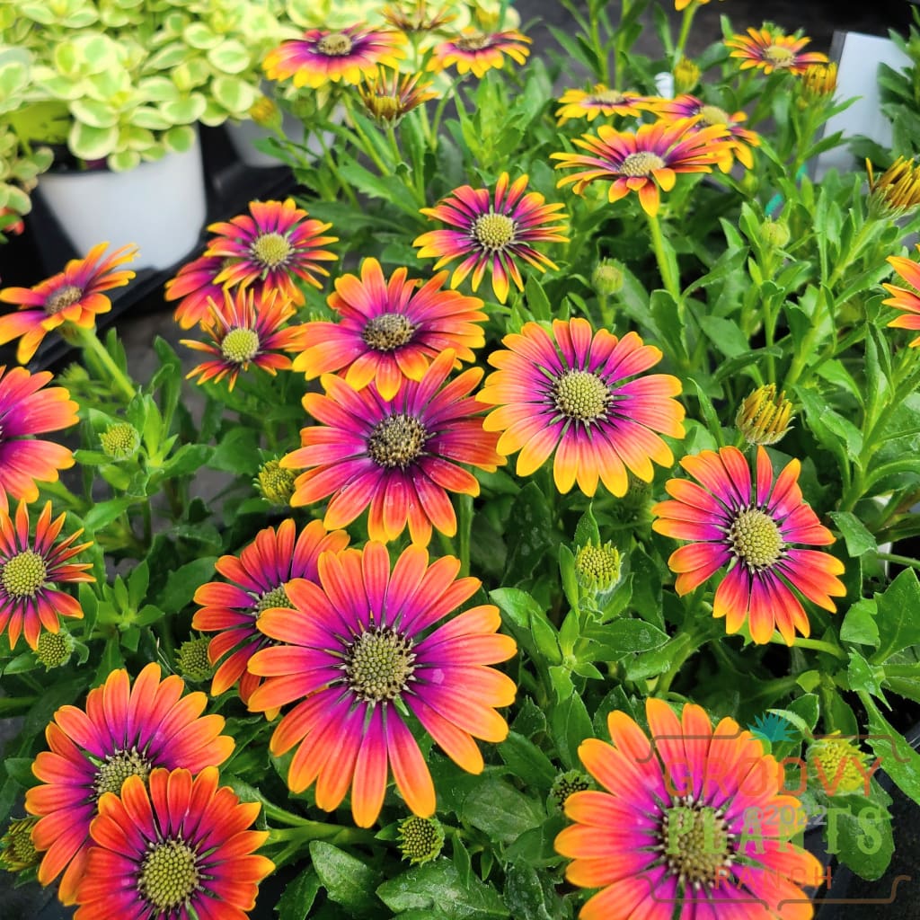 Preorder African Daisy Zion Purple Sun Biggervigor Trio | Pickup Only! Spring