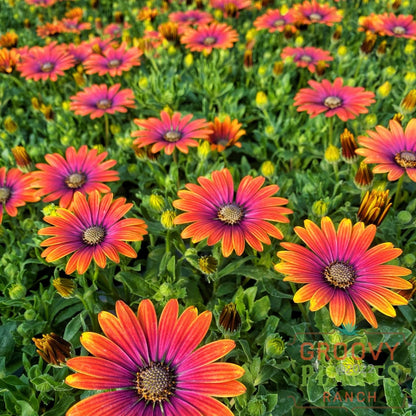 Preorder African Daisy Zion Purple Sun Biggervigor Trio | Pickup Only! Spring
