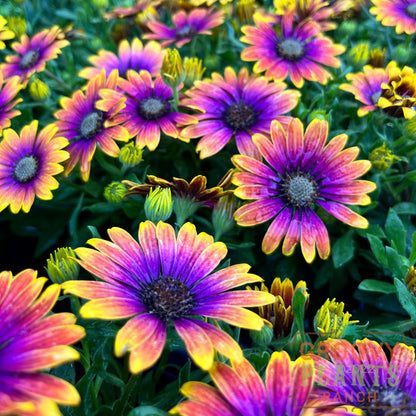 Preorder African Daisy Zion Purple Sun Biggervigor Trio | Pickup Only! Spring