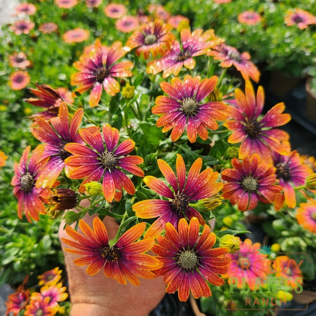 Preorder African Daisy Zion Purple Sun Biggervigor Trio | Pickup Only! Spring