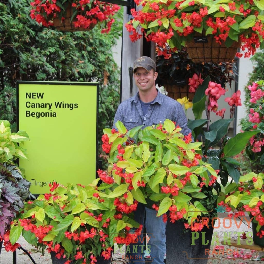 Preorder Canary Wings Begonia Biggervigor Trio | Pickup Only! Spring