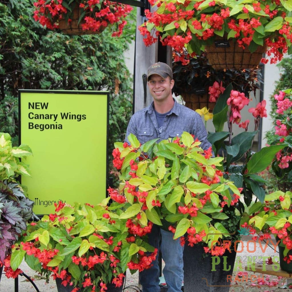Preorder Canary Wings Begonia Biggervigor Trio | Pickup Only! Spring