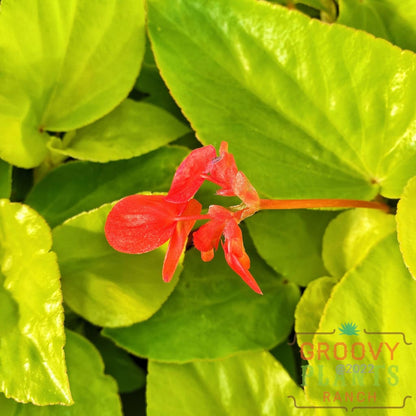 Preorder Canary Wings Begonia Biggervigor Trio | Pickup Only! Spring