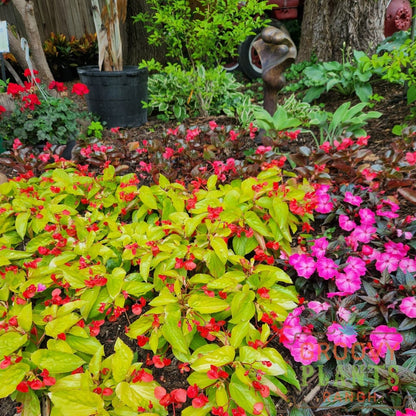 Preorder Canary Wings Begonia Biggervigor Trio | Pickup Only! Spring