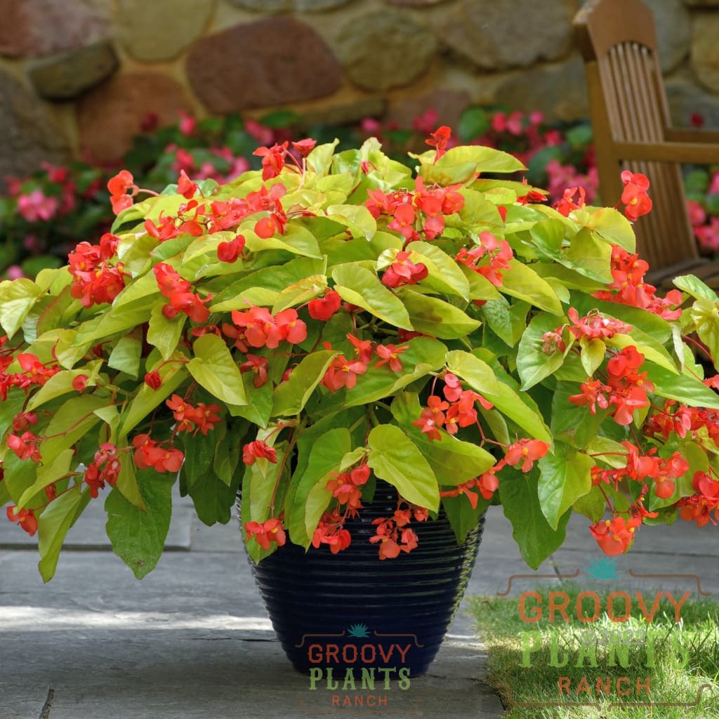Begonia Canary Wing Trio