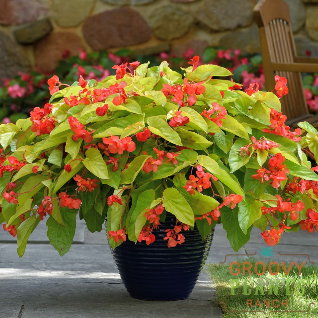 Begonia Canary Wing Trio