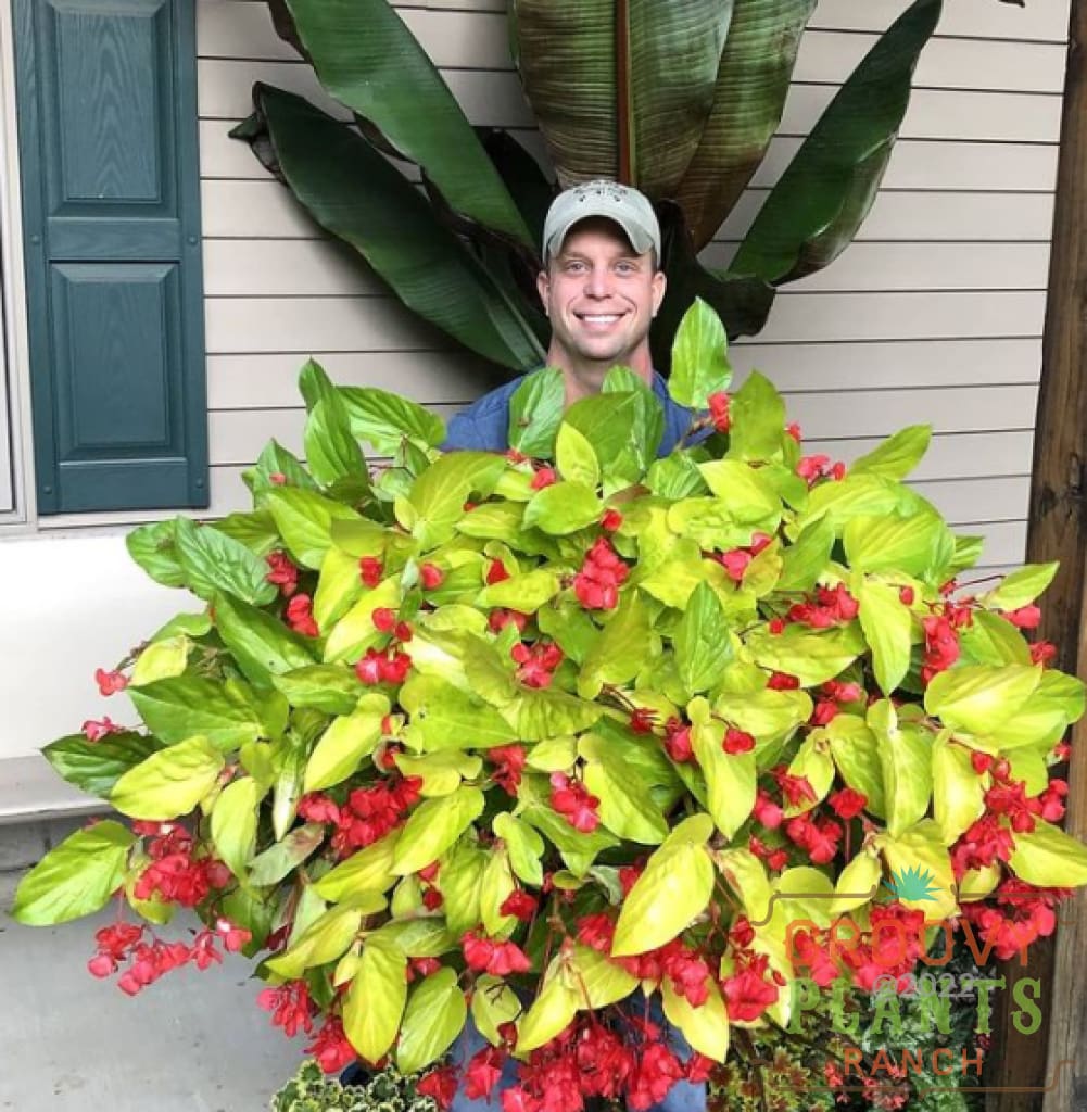 Begonia Canary Wing Trio