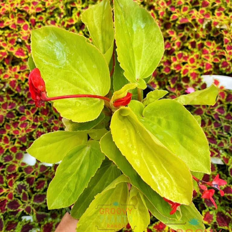 Preorder Canary Wings Begonia Biggervigor Trio | Pickup Only! Spring