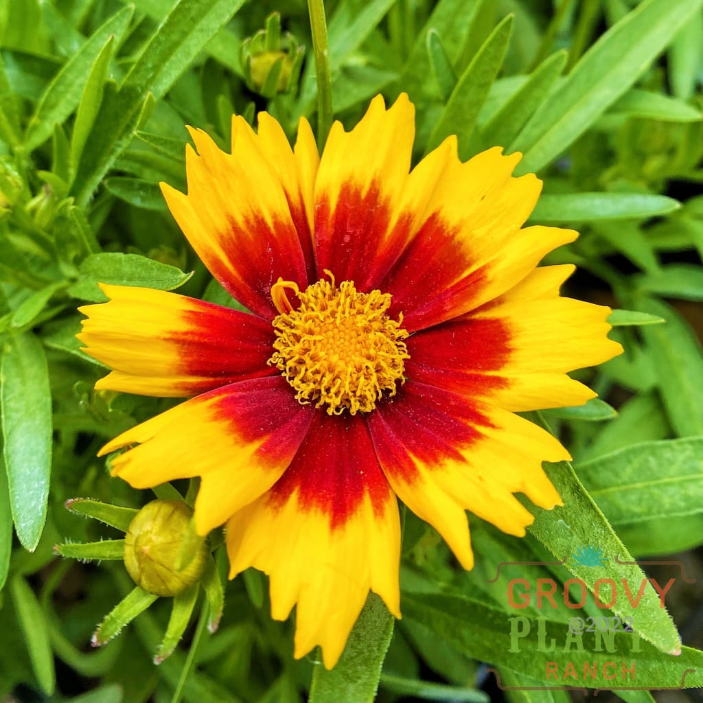 Preorder Coreopsis ’Uptick Gold & Bronze’ Biggervigor Trio | Pickup Only! Spring