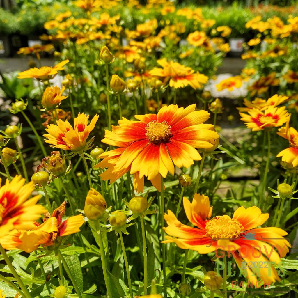 Preorder Coreopsis ’Uptick Gold & Bronze’ Biggervigor Trio | Pickup Only! Spring