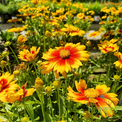 Preorder Coreopsis ’Uptick Gold & Bronze’ Biggervigor Trio | Pickup Only! Spring