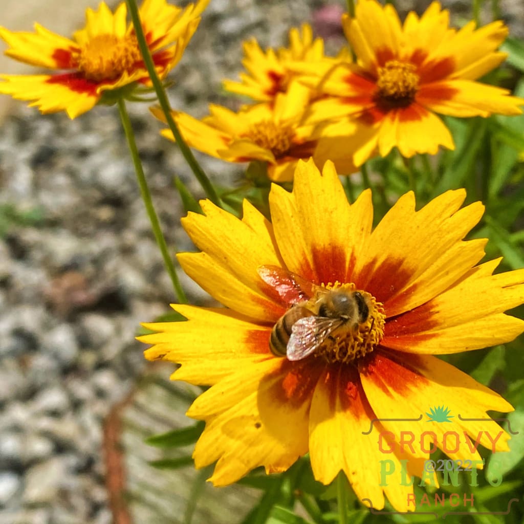 Preorder Coreopsis ’Uptick Gold & Bronze’ Biggervigor Trio | Pickup Only! Spring