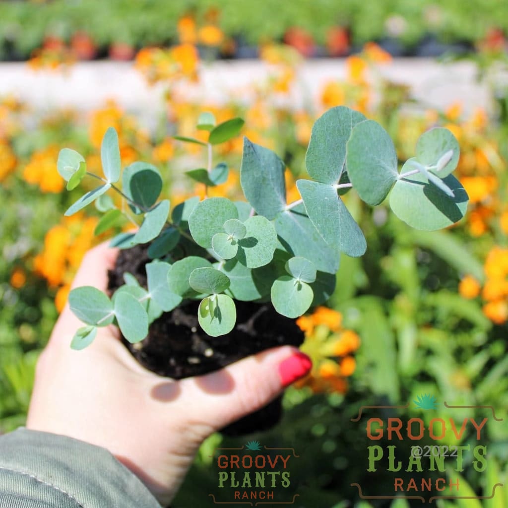 Preorder Eucalyptus ’Silver Dollar’ 3 Inch Trio | Pickup Only! Spring