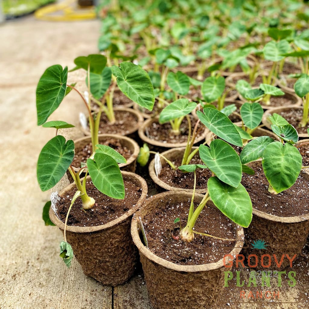 Preorder Hardy Elephant Ear PICKUP ONLY! The Groovy Plants Ranch LLC