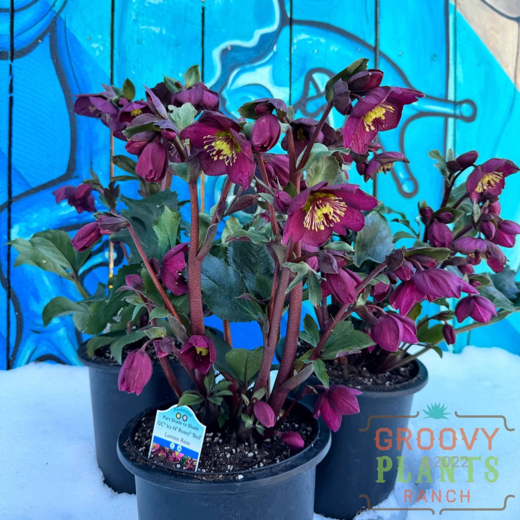 Preorder Hellebore ’Ice N’ Roses® Red’ | March Pickup Only! Spring