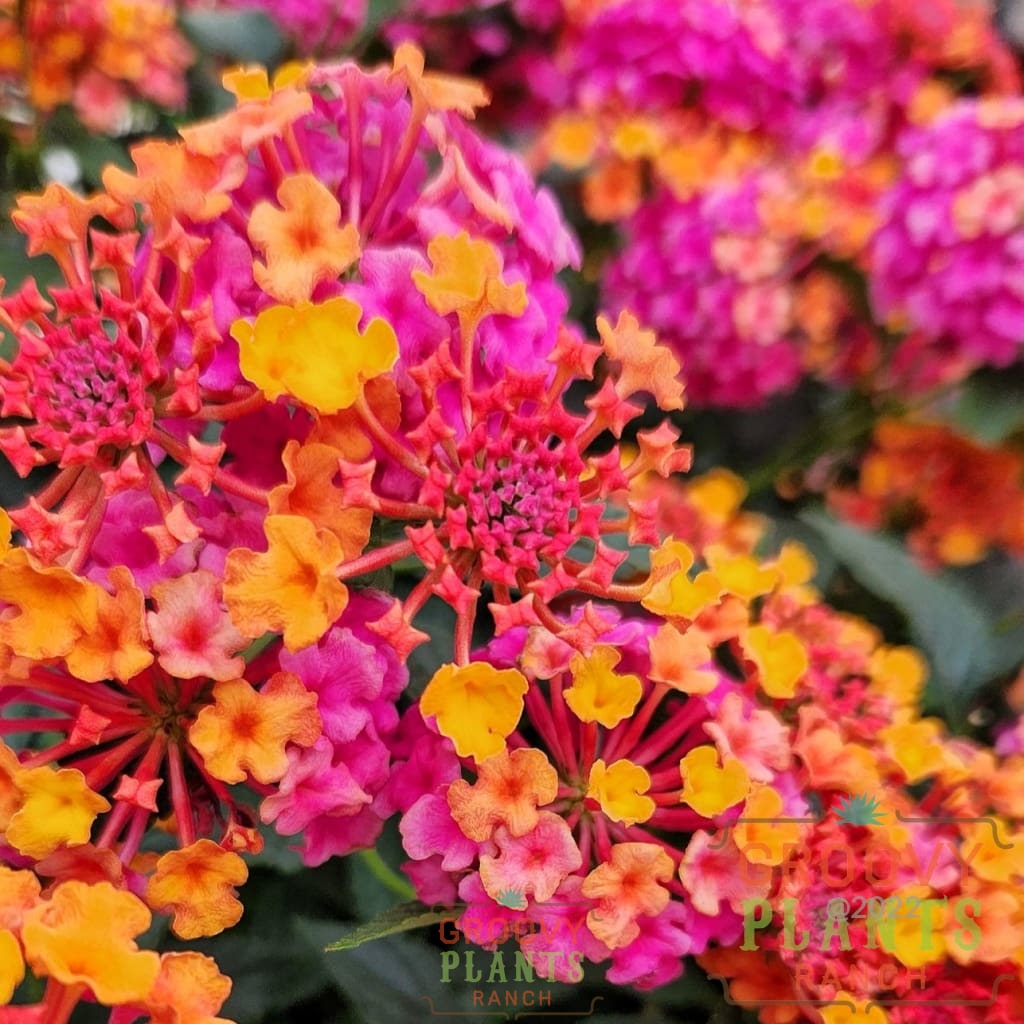 Preorder Lantana New For 2024 Passionfruit Biggervigor Trio | Pickup Only! Spring