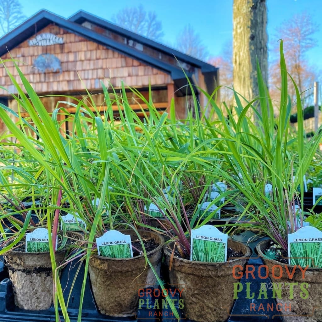 2025 Spring Ordering At Groovy Plants Ranch – The Groovy Plants Ranch LLC