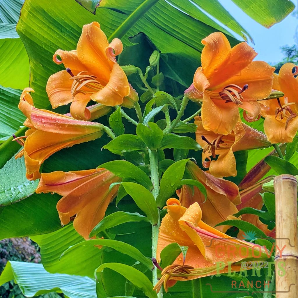 Preorder Lily ’African Queen’ | Pickup Only!