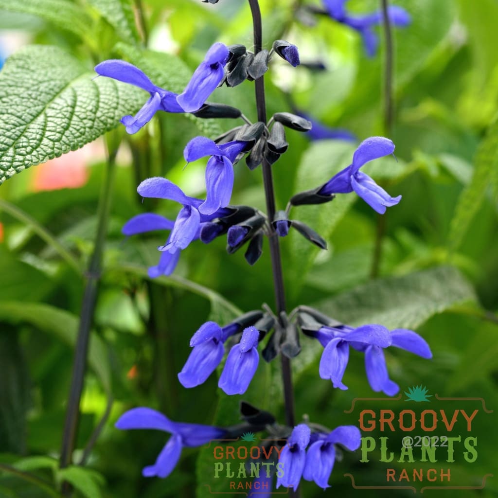 Salvia Black & Bloom