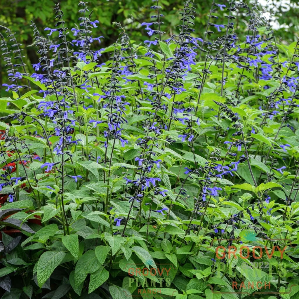 Salvia Black & Bloom | Buy Annuals Online | Groovy Plants Ranch LLC – The Groovy Plants Ranch LLC