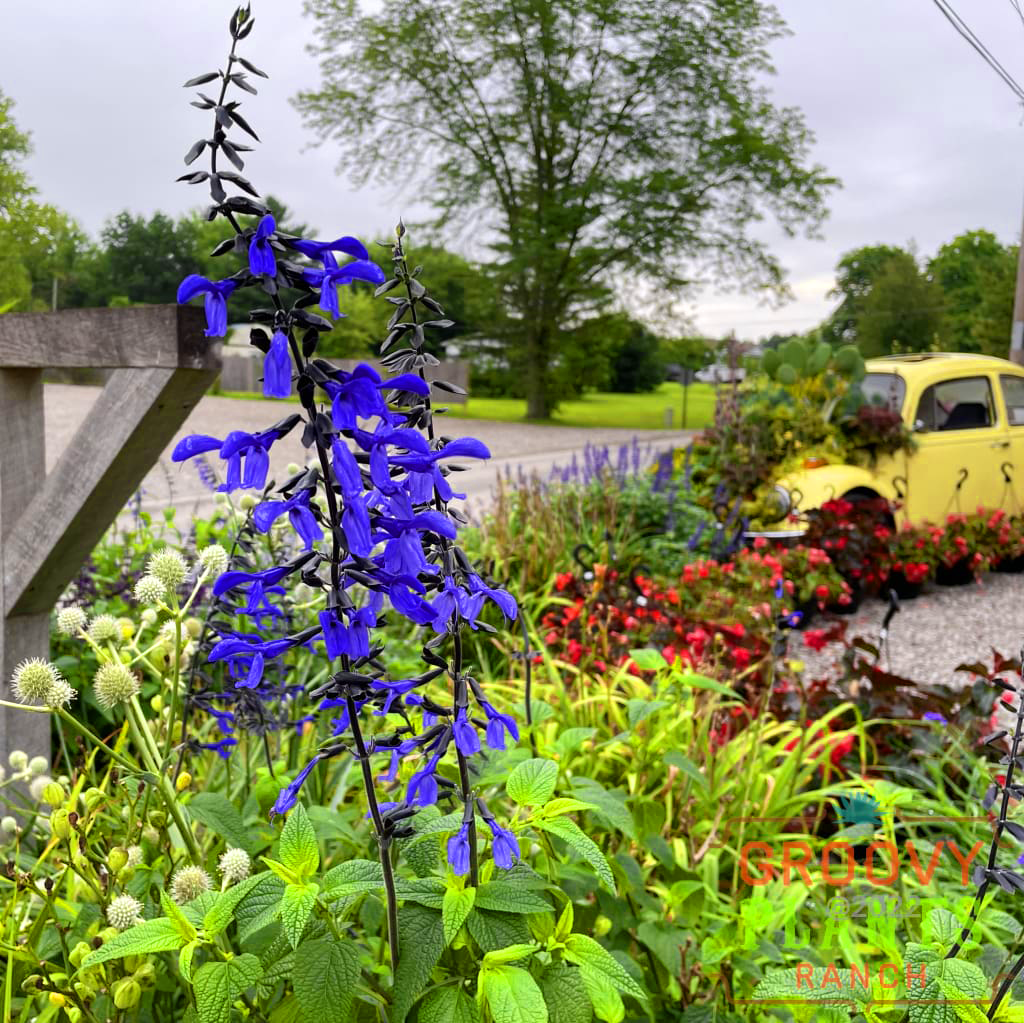 Salvia 'Black & Bloom' ~ Trio of 3 Hefty Plants for Preorder