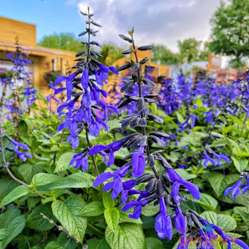 Salvia Black & Bloom | Buy Annuals Online | Groovy Plants Ranch LLC – The Groovy Plants Ranch LLC