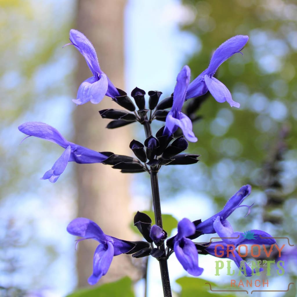 Preorder Salvia Black & Bloom Biggervigor Trio | Pickup Only! Spring