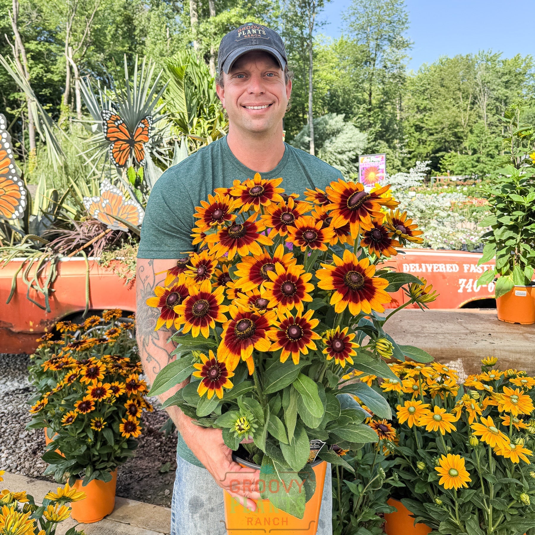Sunbeckia 'Luna'